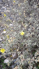 Helianthemum stipulatum