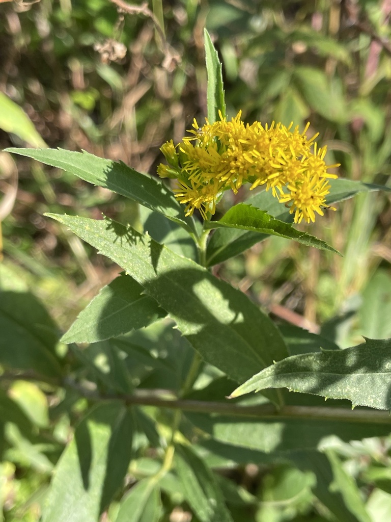 Tall goldenrod from conservation dr baxter mn us on september 19