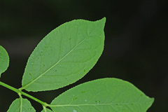 Euonymus macropterus
