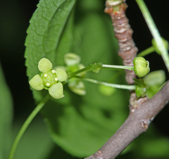 Euonymus macropterus