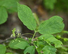 Euonymus macropterus