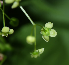 Euonymus macropterus