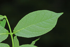 Euonymus macropterus