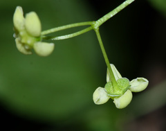 Euonymus macropterus