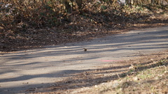 Troglodytes troglodytes