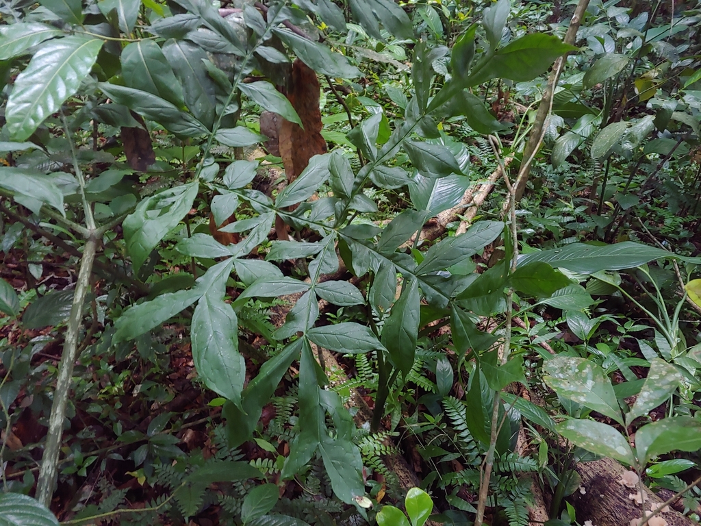 Dracontium asperum; photograph (c) Kurt Miller, some rights reserved (CC BY-SA)