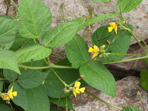 Vigna umbellata