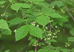 Euonymus maximowiczianus