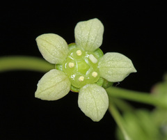 Euonymus maximowiczianus