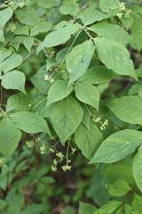 Euonymus maximowiczianus