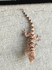 Chondrodactylus turneri