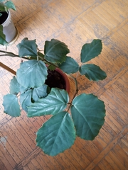 Tetrastigma voinierianum