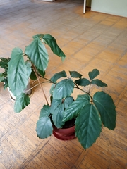 Tetrastigma voinierianum