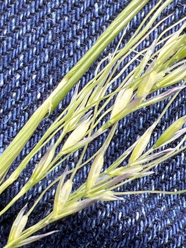 Nassella caespitosa