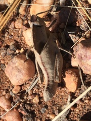 Lobosceliana