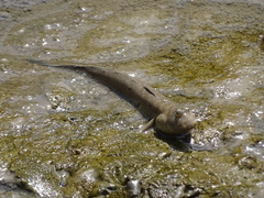 Boleophthalmus dussumieri
