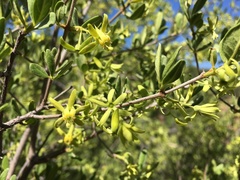 Vangueria triflora