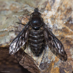 Conophorus fenestratus