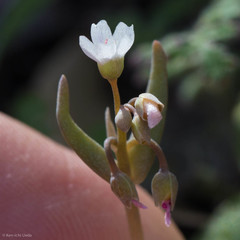 Claytonia exigua