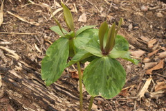 Trillium cuneatum
