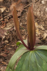 Trillium cuneatum