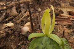 Trillium cuneatum