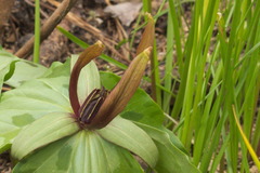 Trillium cuneatum