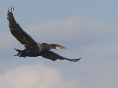 Phalacrocorax carbo image