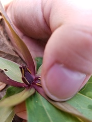 Trillium cuneatum