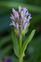 Plectritis ciliosa