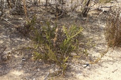 Aspalathus rycroftii