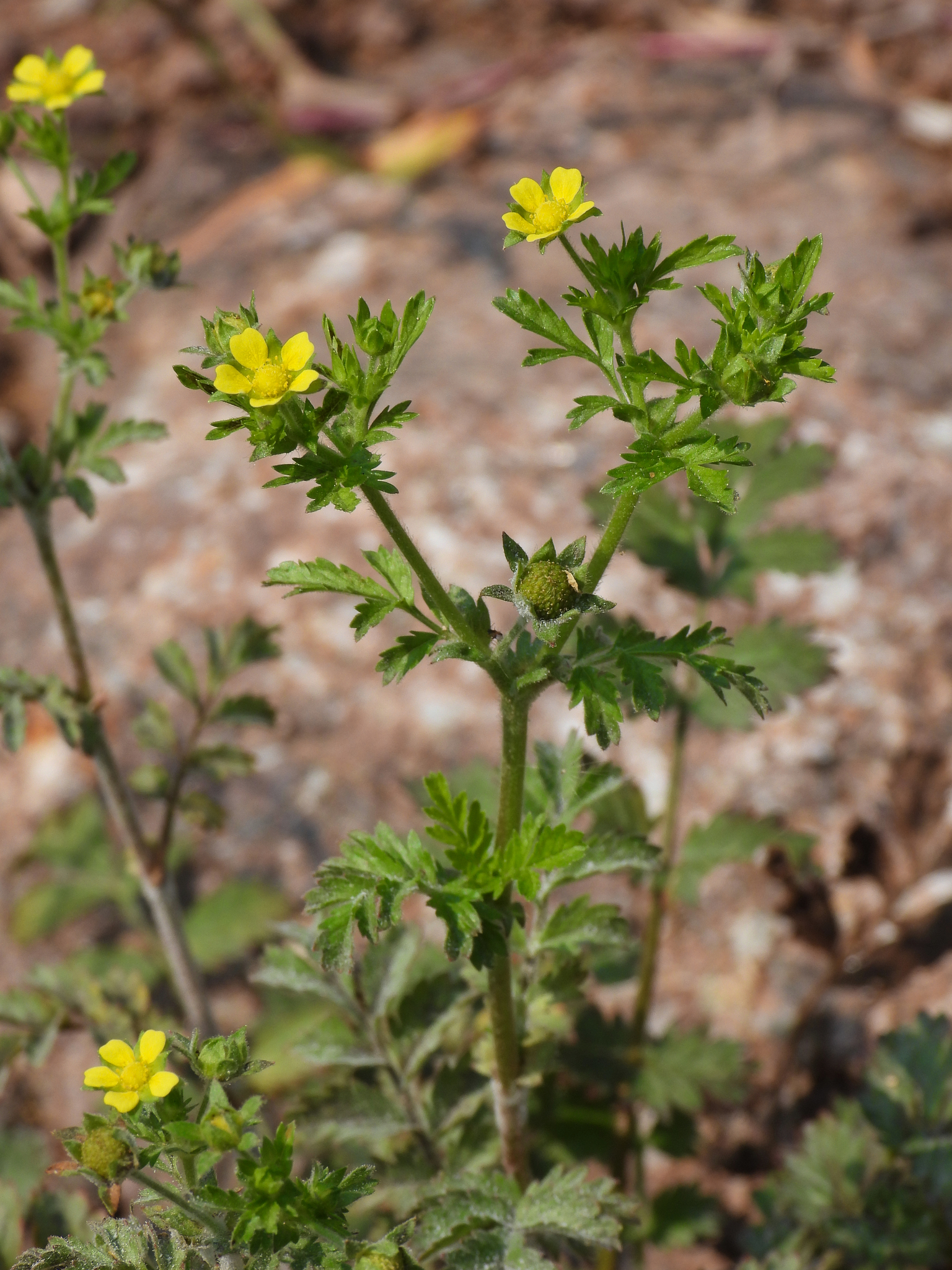 Potentilla supina