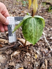 Trillium cuneatum