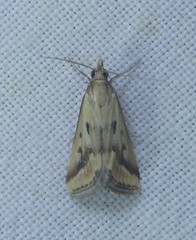 Achyra massalis
