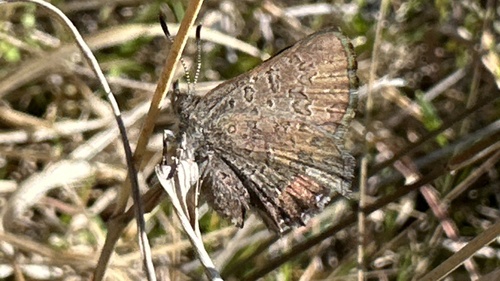 Bathurst Copper