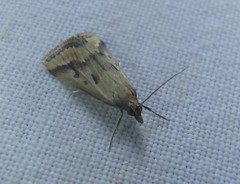 Achyra massalis