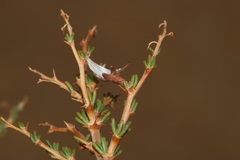 Aspalathus rycroftii