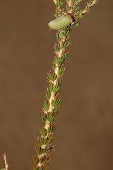 Aspalathus rycroftii