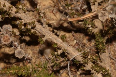 Aspalathus rycroftii