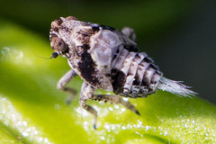 Danepteryx