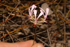 Pelargonium ternifolium