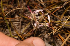 Pelargonium ternifolium
