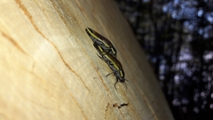 Epistomentis pictus