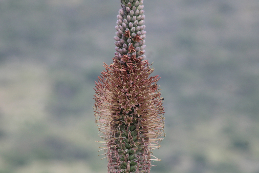 Agave convallis · iNaturalist