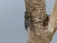 Amphipsalta cingulata