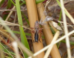 Conocephalus semivittatus