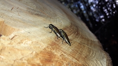 Epistomentis pictus