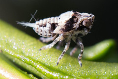 Danepteryx
