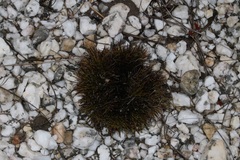 Ficinia overbergensis