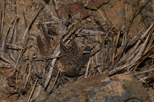 Image of Haworthiopsis venosa by (c) Brian du Preez, some rights reserved (CC BY-SA)